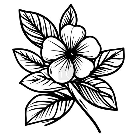 Illustration for Vector drawing flower with black and white ink hand-drawn illustration, Delicate Madagascar periwinkle tattoo. periwinkle vector illustration, beautiful periwinclae flower bouquet, hand-drawn coloring pages, and a book of artistic - Royalty Free Image
