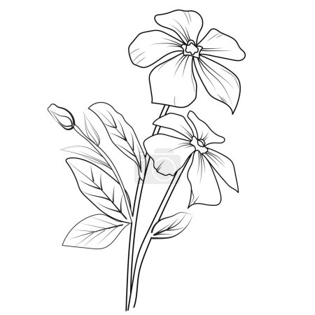 Illustration for Vector drawing flower with black and white ink hand-drawn illustration, Cute flower coloring pages, Periwinkle drawing, Periwinkle wildflower drawings, Hand drawn botanical spring elements bouquet of Periwinkle line art coloring page, easy flower - Royalty Free Image