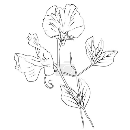 Croquis de contour fleur de pois doux livre à colorier illustration vectorielle dessinée à la main artistiquement gravé encre art fleurs de pois doux fleur, pages à colorier fleur esthétique isolé sur fond blanc clip art