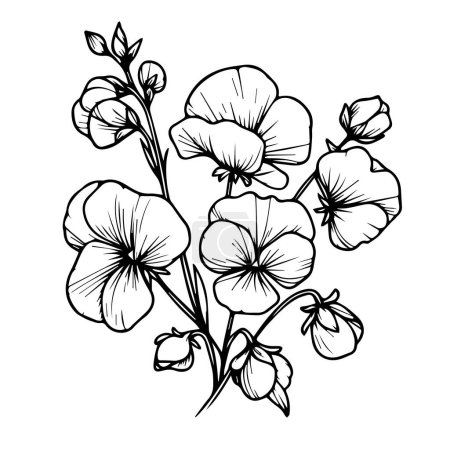 Sweet pea botanical illustration, Sweet pea vector art, Sweet pea line drawings, Sweet pea wall decor, Sweet pea isolated on white background, sweet pea flower stock outline drawings vector floral black and white ink illustration of the flower