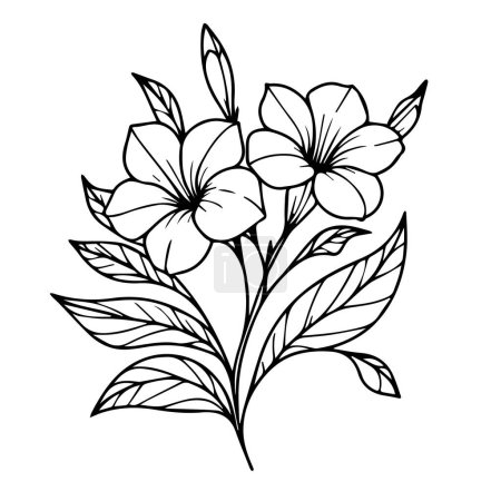 Allamanda cathartic  flowers illustration coloring page, simplicity, Embellishment, monochrome, vector art, Outline print with blossoms Allamanda cathartic flower flower of leaves and leafs decorative icon isolated design, line style