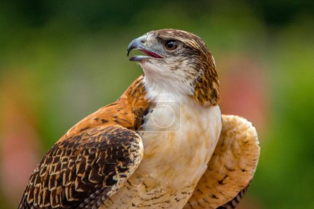 imposing hawk, wonderful portrait of a large bird of prey