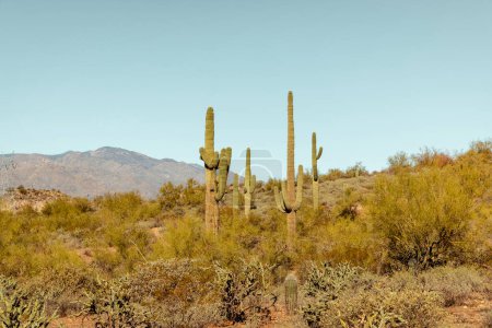 Téléchargez les photos : Groupe de cactus saguaro debout bien en vue dans le désert sanoran près de Phoenix Arizona États-Unis du sud-ouest. - en image libre de droit