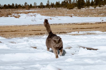 Téléchargez les photos : Adorable chat gris jouant et marchant dans la neige par une journée ensoleillée et claire. Le temps est froid, mais le chaton profite de l'environnement extérieur - en image libre de droit