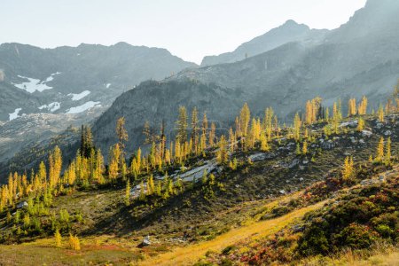 Foto de Impresionante otoño amarillo verde colores de hermosos árboles de alerce en Maple Pass Caminata en las altas altitudes del norte de Washington Parque Nacional de Cascadas Norte con picos de montaña y rango en la distancia - Imagen libre de derechos