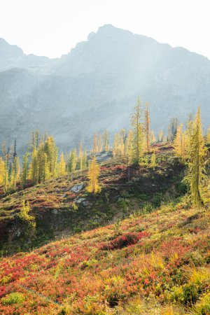 Téléchargez les photos : Superbe automne jaune automne couleurs vertes de beaux mélèzes sur Maple Pass Randonnée dans les hautes altitudes du nord de Washington North Cascades National Park avec des sommets de montagne et la gamme de distance - en image libre de droit