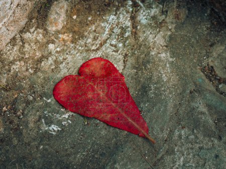Téléchargez les photos : Feuille en forme de coeur rouge diagonale sur le sol dans le parc à l'automne symbolisant l'amour, la gratitude, la reconnaissance. - en image libre de droit
