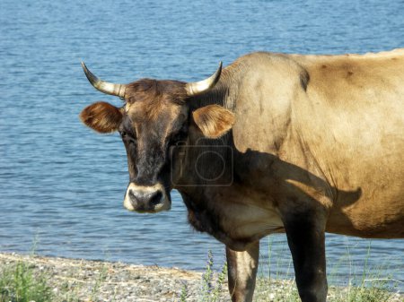 Téléchargez les photos : Vache marchant le long du littoral un jour d'été - en image libre de droit