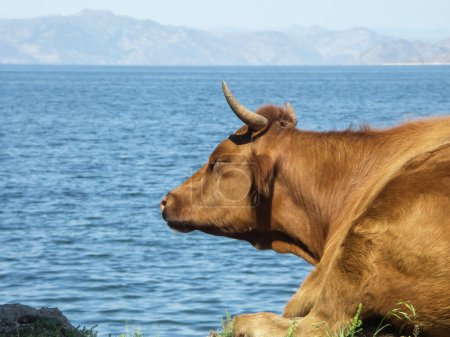 Téléchargez les photos : Vache reposant sur la plage un jour d'été - en image libre de droit