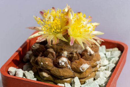 Téléchargez les photos : Cactus chilien Copiapoa hypogaea cv. Lézard Peau avec deux fleurs jaunes en gros plan. - en image libre de droit