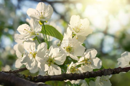 Experience the beauty of spring with this captivating close-up of white apple blossoms illuminated by the warm sunshine. The delicate petals and vibrant colors create a scene of natural splendor, perfect for celebrating the joys of the season.