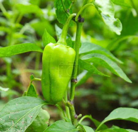Photo for Hot pepper on a branch against the backdrop of nature, shallow depth of field - Royalty Free Image