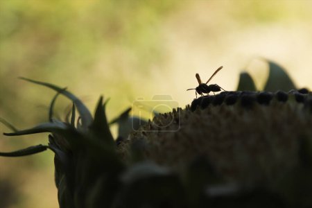 Téléchargez les photos : Silhouette d'une abeille sur un tournesol sur un fond flou. Profondeur de champ faible - en image libre de droit