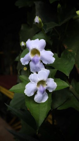 Téléchargez les photos : Photo de fleur de trompette du Bengale, poussent de longues racines et ont des gousses pour les graines, très belle. - en image libre de droit