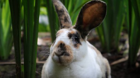 Rex rhinelander lapin dans le jardin vert assis et regardant curieusement.