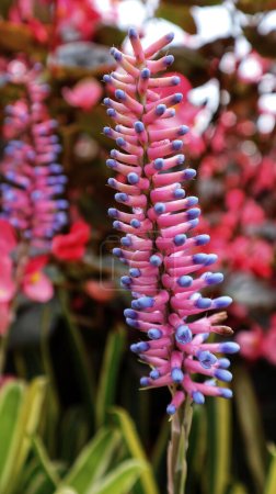 Photo for Match Stick Bromeliad pink purple plant Colombia flowers or Gamosepala Aechmea bromeliad exotic purple unusual flower blooming at the garden. - Royalty Free Image