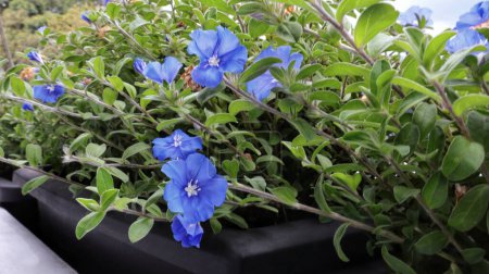 Shaggy Zwerg Morgenruhm oder Evolvulus nuttallianus blaue Blume blüht in einem quadratischen Topf.