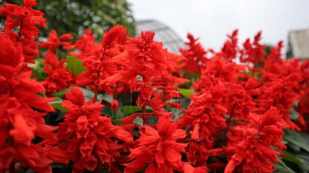 Téléchargez les photos : Salvia Mojave or Salvia Splendens red flower blooming in a garden. - en image libre de droit