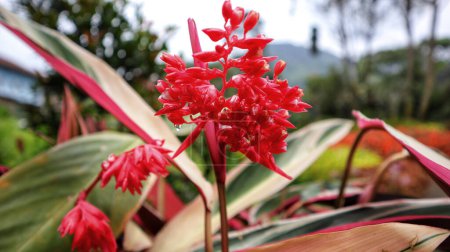 Téléchargez les photos : Never never plant or Ctenanthe red flower blooming after watering. - en image libre de droit