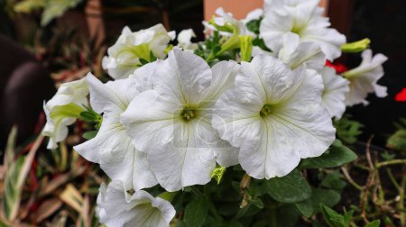Photo for Group of Petunia axillaris white flower blooming in a garden. - Royalty Free Image