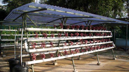 Foto de Fresh red spinach vegetable plant by hydroponic method. Nutrient film transfer Hydroponic setup system idea. Modern vegetable farming. - Imagen libre de derechos
