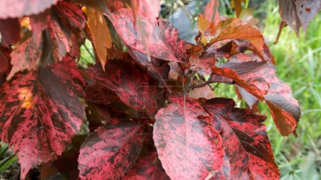 Rotes Blatt Kupferblatt oder Acalypha wilkesiana oder Mosaica Zierhauspflanze.