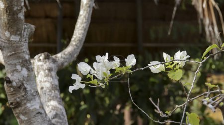 Téléchargez les photos : White Bougainvillea spectabilis est une floraison vibrante et colorée, la capacité de grimper et de couvrir les murs, les clôtures et les treillis. Ornement populaire de plante à la maison. - en image libre de droit