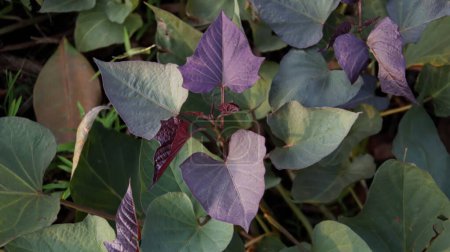 Photo for Black heart purple sweet potato vine plant. The young shoots and leaves are sometimes eaten as greens and root used as a root vegetable. - Royalty Free Image