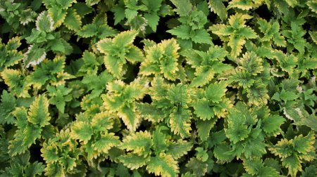 Saftig grüne und cremefarbene Calathea-Blätter in einem dichten tropischen Garten mit lebendigen Mustern und satten Farben