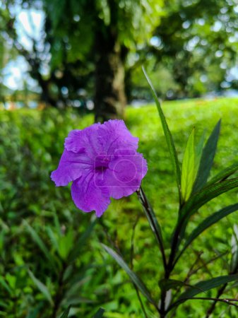 Photo for The purple ruellia flower blooming - Royalty Free Image