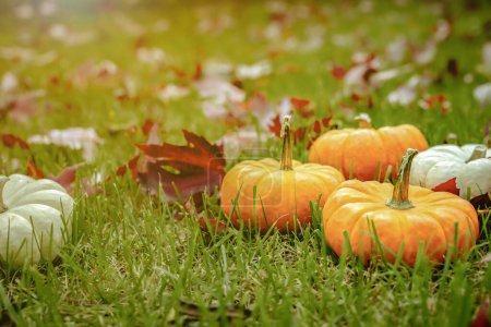 Téléchargez les photos : Citrouilles orange colorées mûres avec des citrouilles blanches sur le champ d'herbe verte avec des feuilles d'automne tombées. Scène country pour Thanksgiving ou Halloween - en image libre de droit