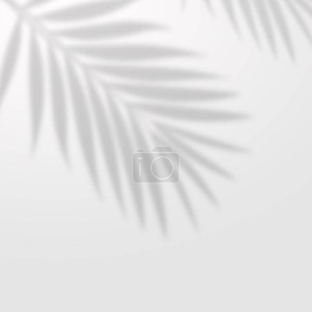 Photo for Tree palm shadow simple modern white background - Royalty Free Image
