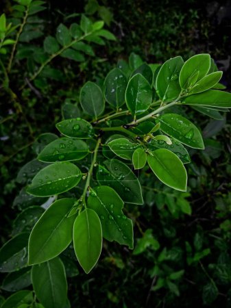 Photo for Fresh green leaves after rain - Royalty Free Image