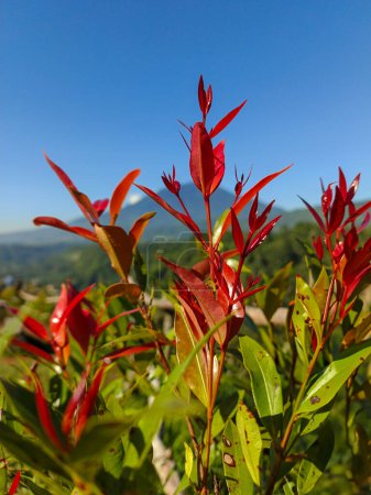 Red flower in the mountains