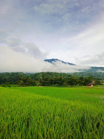 Hermoso paisaje vista campo de arroz verde con montaña por la mañana