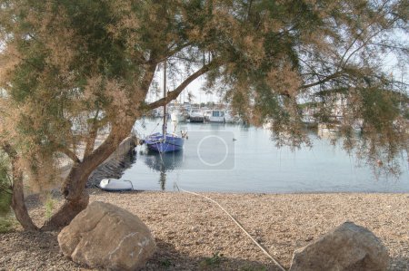 Téléchargez les photos : Marina avec arbre au premier plan - en image libre de droit