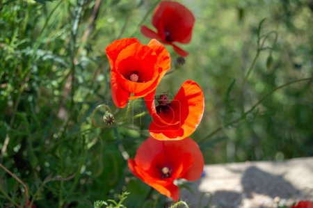 Téléchargez les photos : Fleurs avec une couleur rouge et orange intense - en image libre de droit