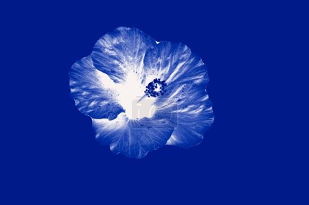 Téléchargez les photos : Texture bleuâtre d'une fleur avec éclairage au centre - en image libre de droit