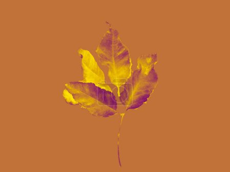Téléchargez les photos : Texture ocre d'une feuille tombée en automne - en image libre de droit