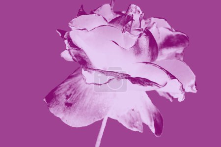 Téléchargez les photos : Texture d'une fleur au fond violet - en image libre de droit