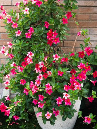 Téléchargez les photos : Pot de jardin avec une plante aux fleurs rouges très touffues - en image libre de droit