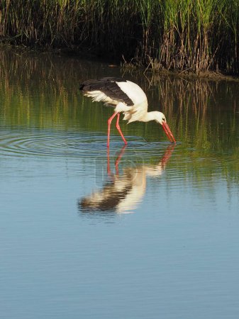 Téléchargez les photos : Oiseaux aquatiques dans un étang naturel situé dans certaines zones humides de Gérone, Espagne - en image libre de droit