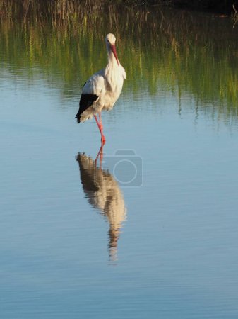 Téléchargez les photos : Oiseaux aquatiques dans un étang naturel situé dans certaines zones humides de Gérone, Espagne - en image libre de droit