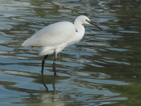 Téléchargez les photos : Oiseaux aquatiques dans un lac aux eaux bleues calmes qui vous invitent à vous détendre - en image libre de droit