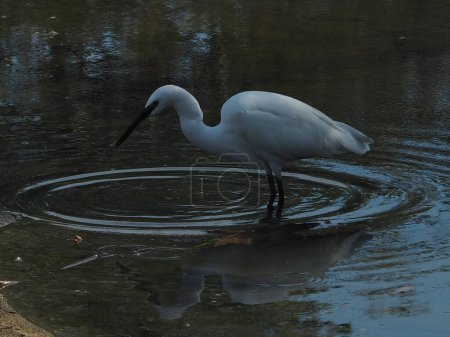 Téléchargez les photos : Oiseaux aquatiques dans un lac aux eaux bleues calmes qui vous invitent à vous détendre - en image libre de droit