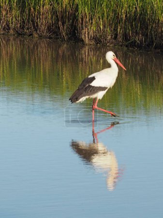 Téléchargez les photos : Oiseaux aquatiques dans leur environnement avec des reflets dans l'eau - en image libre de droit