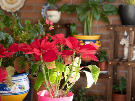 Téléchargez les photos : Plante sur la terrasse avec des fleurs rouges - en image libre de droit