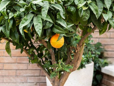 Téléchargez les photos : Solitaire orange accroché à l'arbre - en image libre de droit