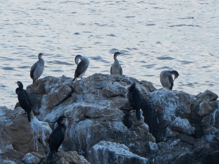 Téléchargez les photos : Cormorans situés sur des rochers dans la mer au coucher du soleil - en image libre de droit