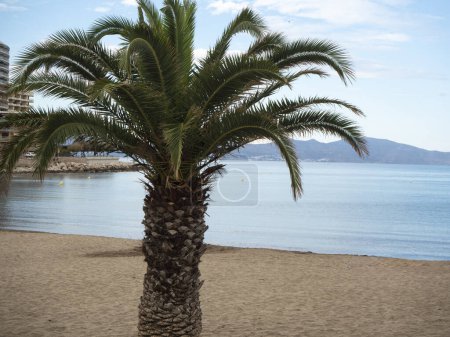 Téléchargez les photos : Plage paradisiaque avec un palmier au premier plan - en image libre de droit
